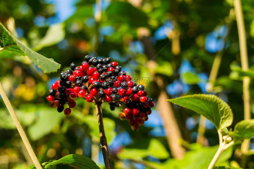 阳光下长枝上的一束明亮的荚蒾黑红浆果图片