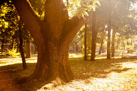 树枝上的金叶子有阳光的秋木图片