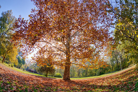 公园里的树秋天落叶图片