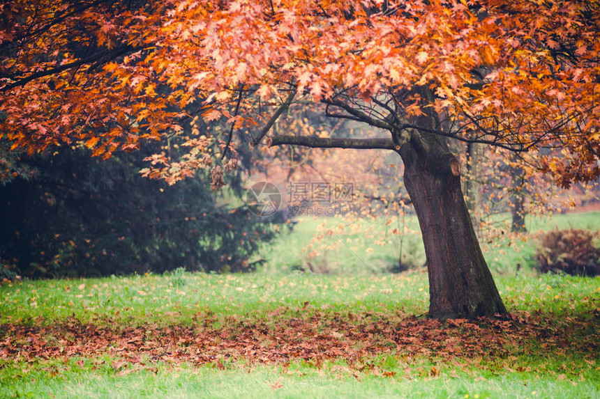 秋天的公园树上五颜六色的树叶图片