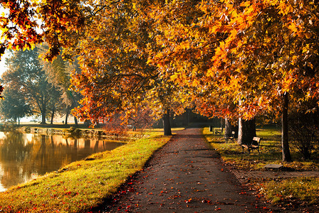 秋天公园里五颜六色的树叶图片