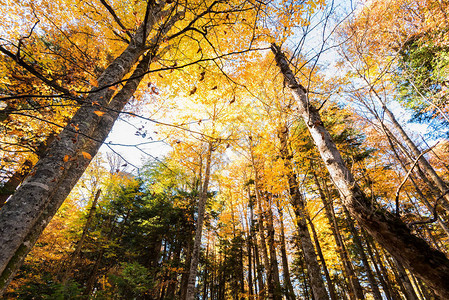 金色秋林中树木的底部景观图片