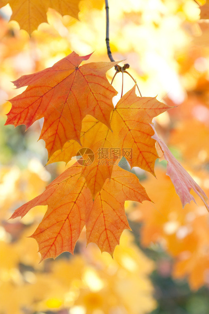树叶秋天的美丽色彩图片