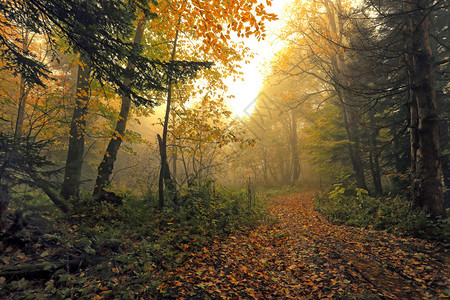 在秋天美丽的道路森图片
