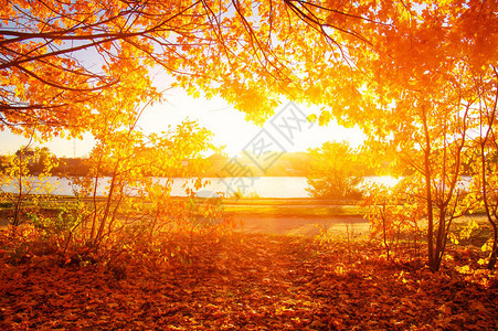秋天的风景与阳光下的树木图片