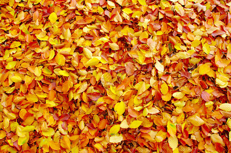 秋天落叶的彩色背景图片