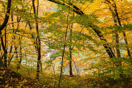 神秘秋天森林的幻图片