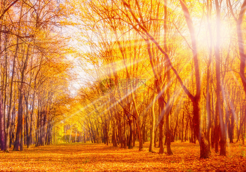 秋季公园树木背景图片