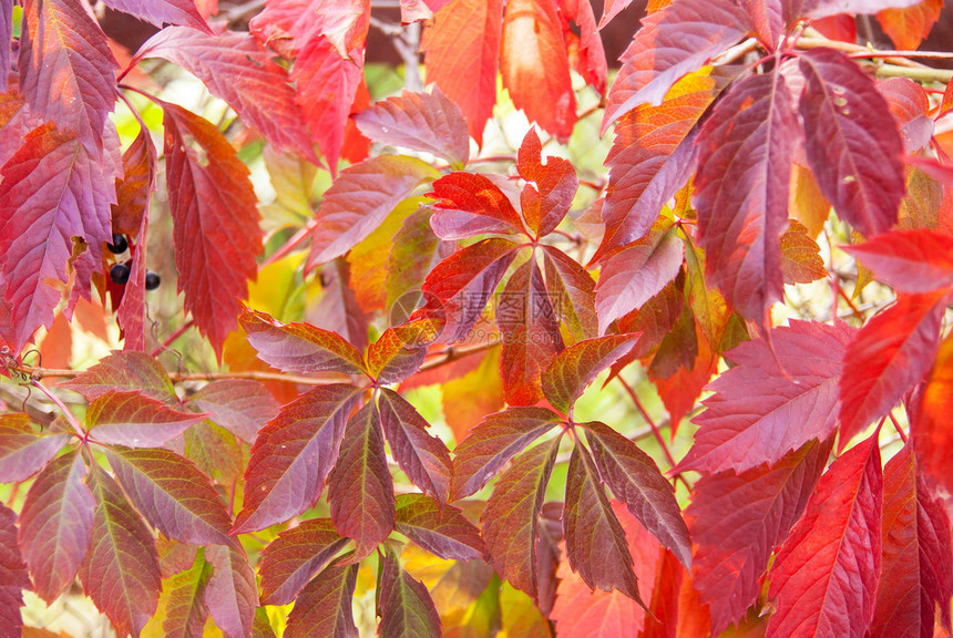 秋天色彩鲜艳的树叶图片