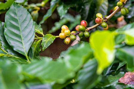 在一棵树上熟的咖啡莓和雨后滴下的雨水各图片