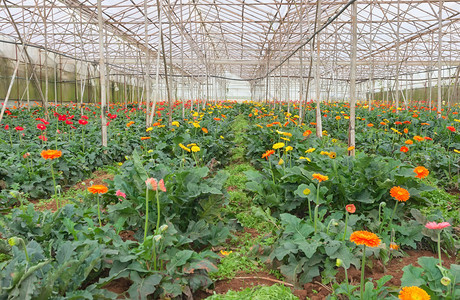 在越南大叻种植非洲菊花卉背景图片