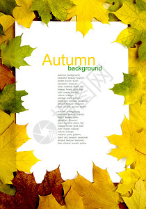 秋季黄叶框架图案图片
