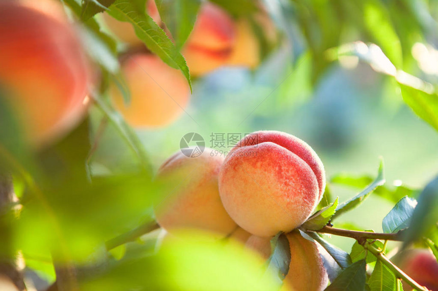 生长在桃树枝上的甜桃果实图片