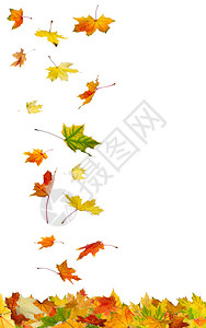 秋天的落叶在白色图片