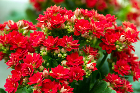 花盆中的红花束图片