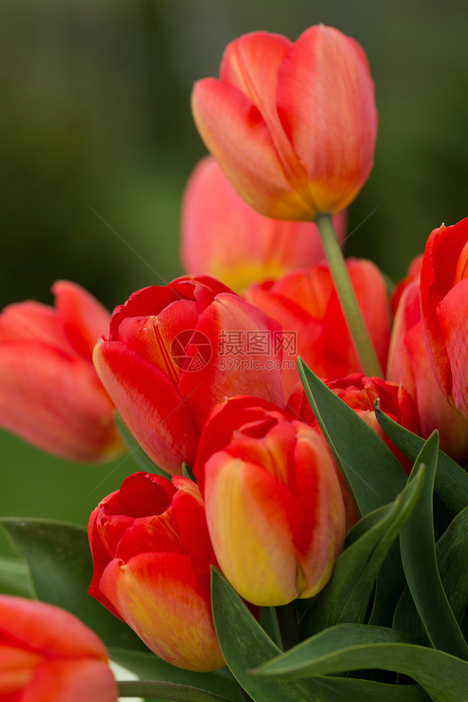花园里的红色郁金香图片
