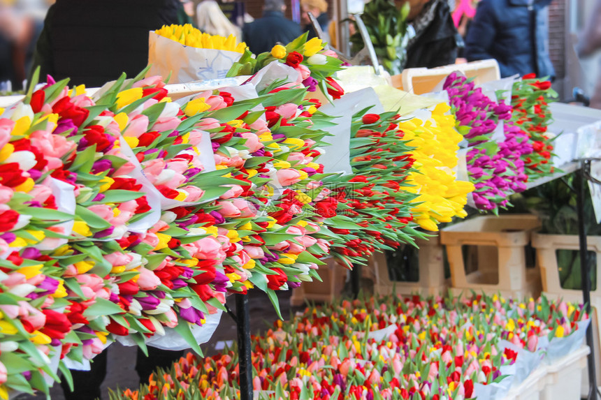 荷兰市场销售的郁金香图片