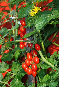 番茄红梅番茄簇型与夏季黄色植物花图片