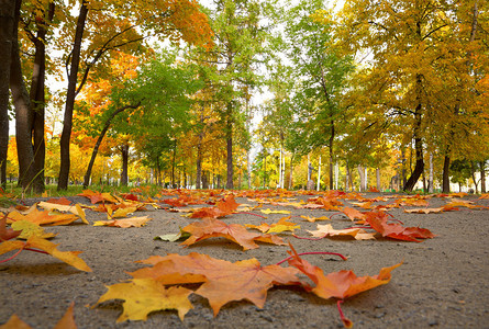 俄罗斯公园的秋天枫树图片