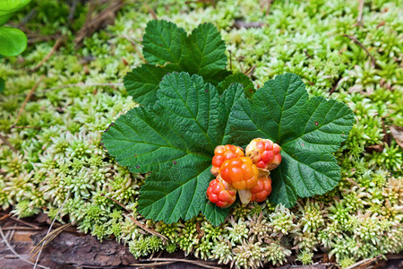 夏天的云莓特写新鲜的野果图片