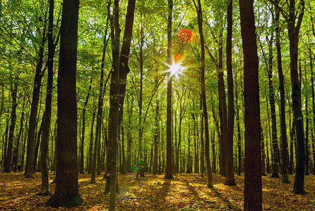 秋天的森林树木自然绿色木材阳光背景图片