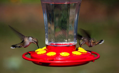 两只超快的鲁弗斯蜂鸟悬浮在饲料上花朵里有他们长额的钞票用来提取图片