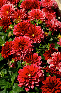 大红花大丽花坛与户外绿叶背景上的芽特写背景图片