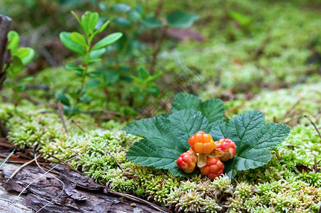 夏天的云莓特写新鲜的野果图片