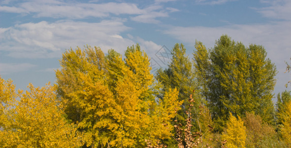 秋天风景湖边森林图片