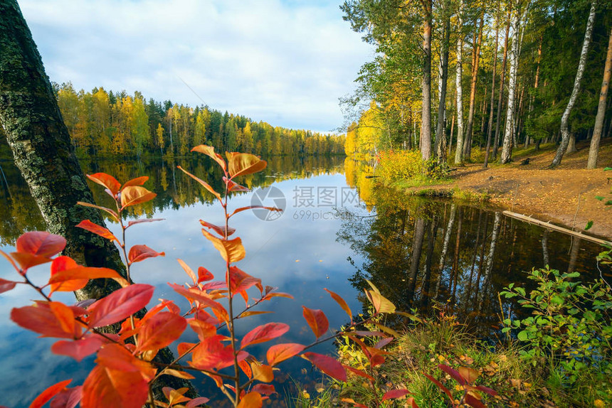 树上的红叶和黄叶在湖图片