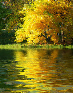 中的秋树水中倒影图片