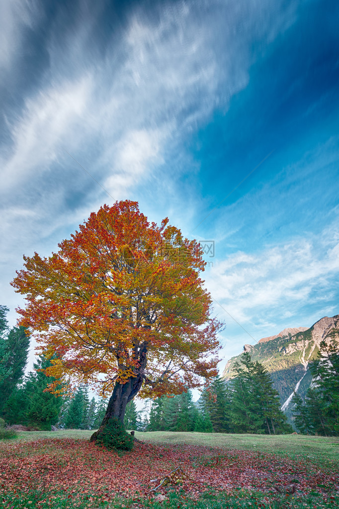山草甸上红橙叶的秋树图片