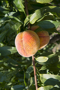 长在树枝上的桃子图片