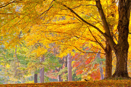 美丽的秋天森林和松鼠图片