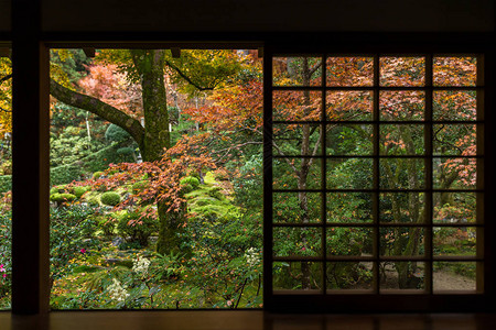 有秋天枫树的日本庭院图片