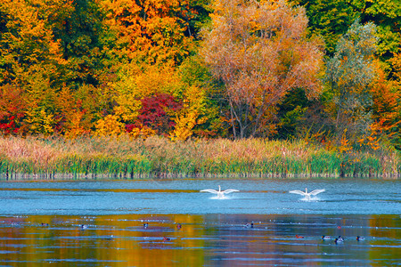 秋天在湖岸边的森林里图片