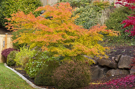 可爱的秋天花园枫叶树翻滚图片