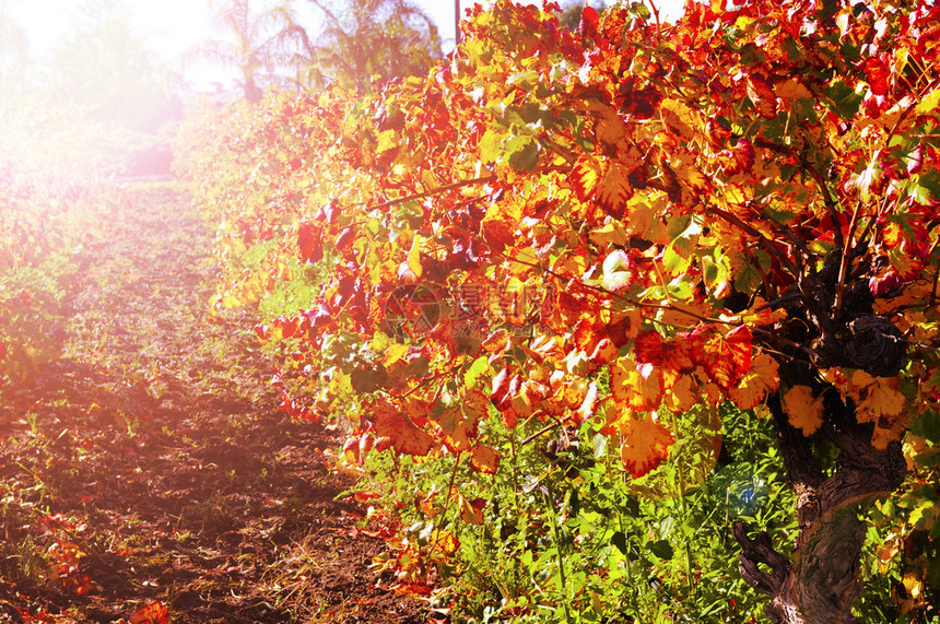 澳大利亚葡萄园的葡萄藤条和秋叶与图片