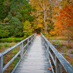 秋天森林小溪上的木桥美国肯塔基州路易斯维尔附近的植物图片