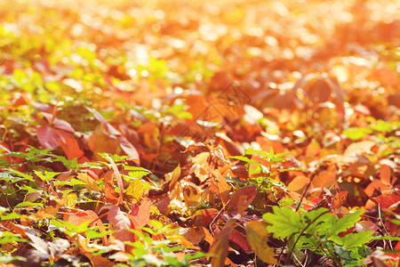 秋天落叶背景公园里五颜六色的树叶落叶自然背景秋天的时候多图片