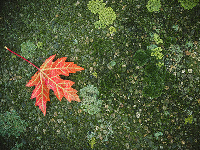 秋天的红树叶落在石上绿苔图片