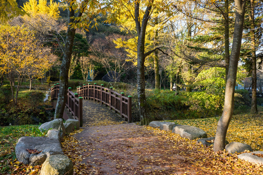 韩国金堤公园里五颜六色的秋树图片