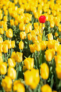 黄色的郁金香和红色的红色图片