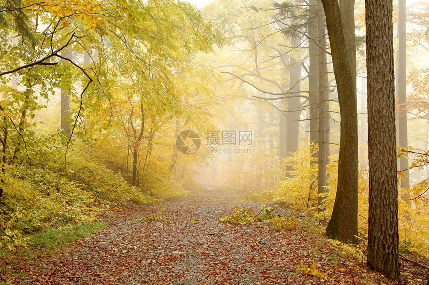 仙道以秋季温暖的颜色穿过迷雾林笑声图片