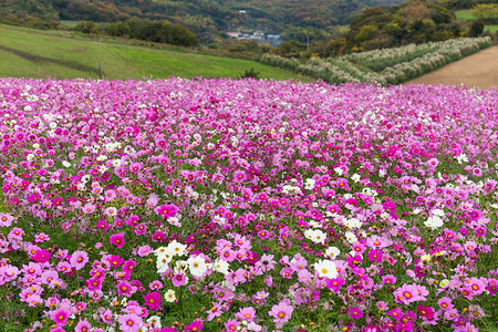 粉红波斯菊花田图片