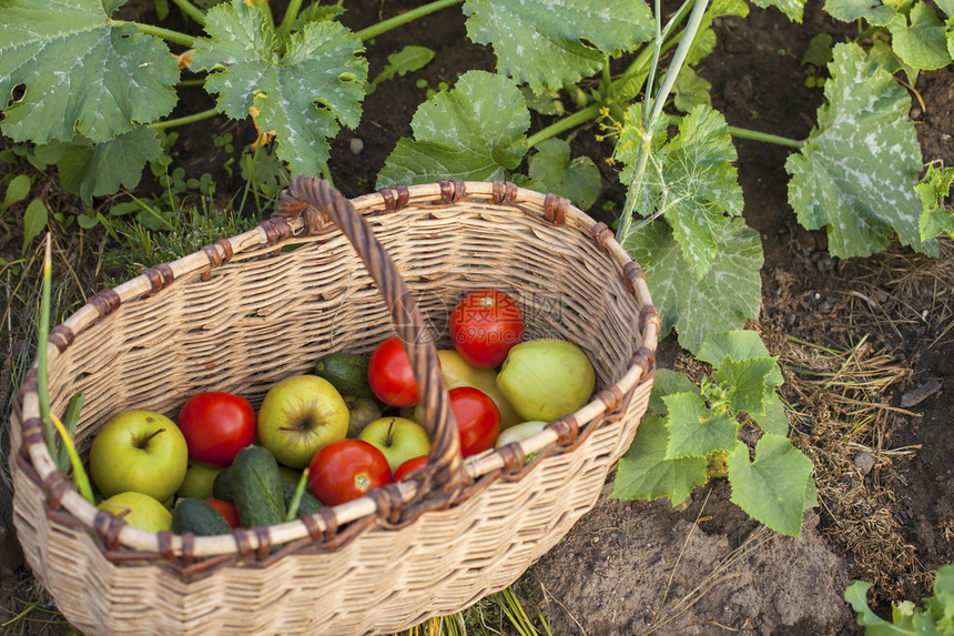 花园里的一篮蔬菜配上青苹果和西红柿图片
