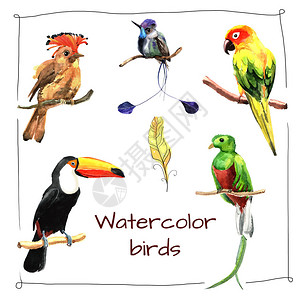 手绘水彩鸟明亮的热带套装背景图片