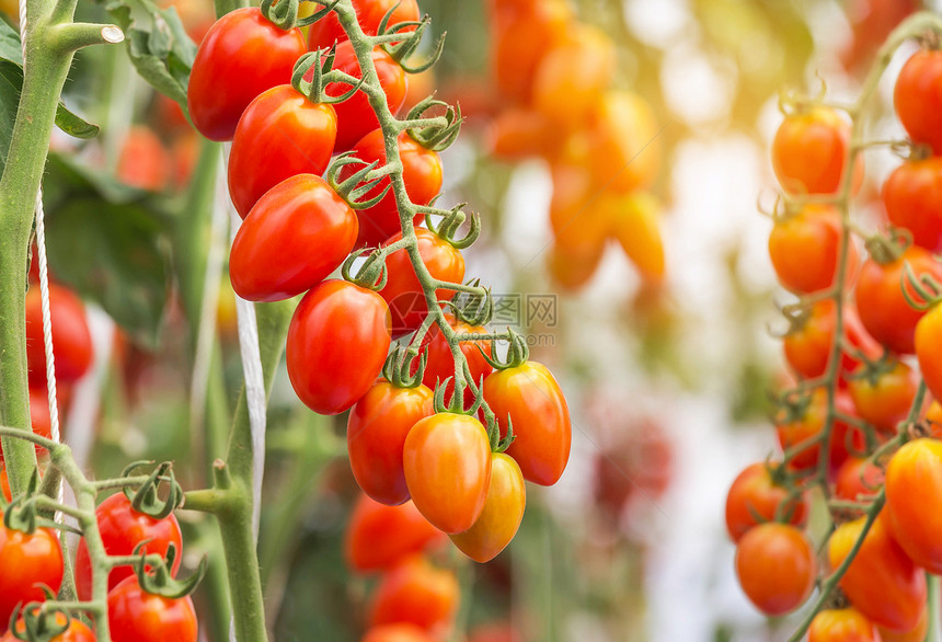 紧闭红番茄挂在种植图片