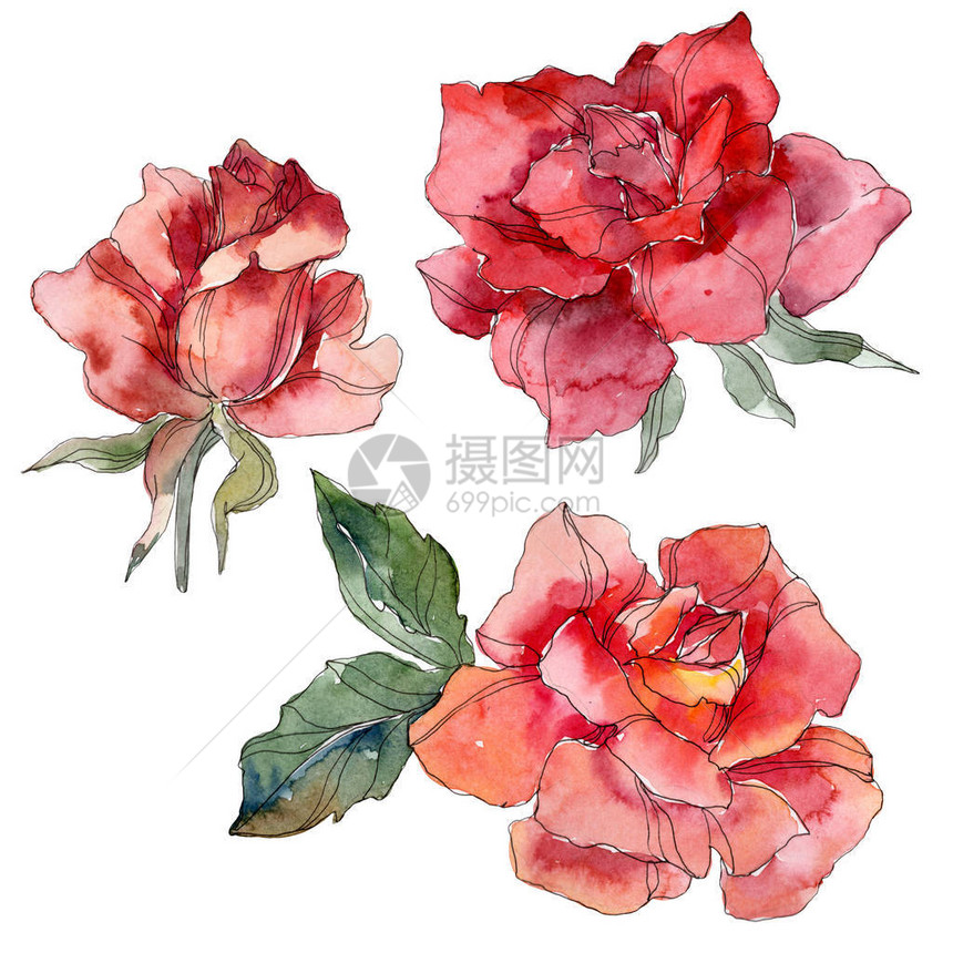 红玫瑰花卉植物花孤立的野生春叶野花水彩背景插图集水彩画时尚水彩画孤立的图片