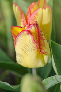 花瓣上有明亮的条纹有条纹郁金香的春天花园美丽的春天自然美图片